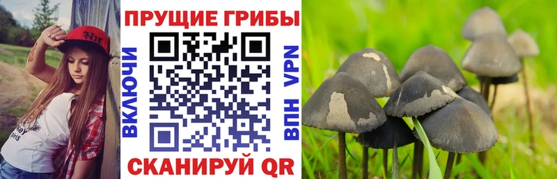 цена Павлово Псилоцибиновые грибы Magic Shrooms